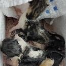 R.I.P. - 4 Kitten 02.07.2017