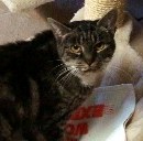 Uschi - Unsere Tierheim- Omi (ca. 16 - 18 Jahre) - R.I.P. 21.06.2016